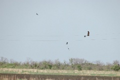 Chlidonias_leucopterus_2024_0604_1805