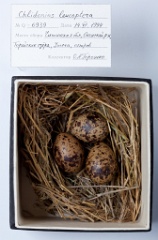 eggs_museum_Chlidonias_leucopterus201009231605