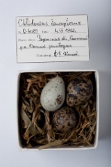 eggs_museum_Chlidonias_leucopterus201009231607