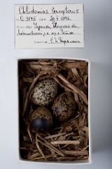 eggs_museum_Chlidonias_leucopterus201009231610