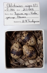 eggs_museum_Chlidonias_niger201009231626