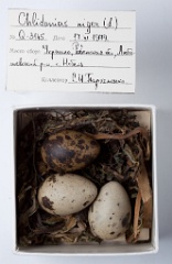 eggs_museum_Chlidonias_niger201009231629