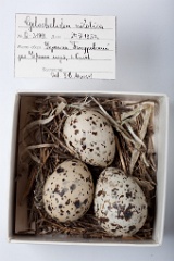 eggs_museum_Gelochelidon_nilotica201009231745