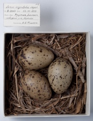 eggs_museum_Larus_argentatus201009231422