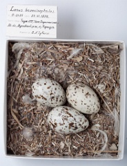 eggs_museum_Larus_brunnicephalus201009231148