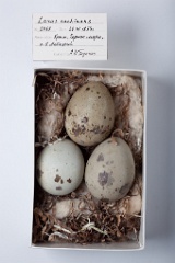 eggs_museum_Larus_cachinnans201009231414