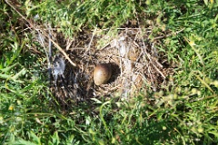 nest14106_eggs_nature_Larus_canus_2014_0625_1114-4