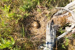 nest14107_eggs_nature_Larus_canus_2014_0625_1117-4