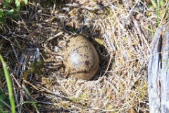 nest14107_eggs_nature_Larus_canus_2014_0625_1117-5