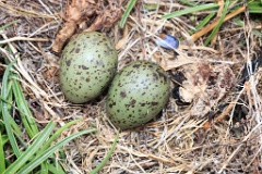 nest14116_eggs_nature_Larus_canus_2014_0627_1235-4