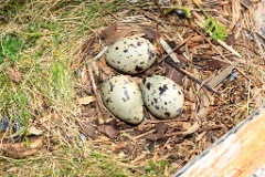 nest1465_eggs_nature_Larus_canus_2014_0525_1058