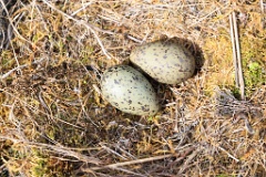 nest1473_eggs_nature_Larus_canus_2014_0526_1349-6