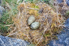nest1473_eggs_nature_Larus_canus_2014_0526_1349