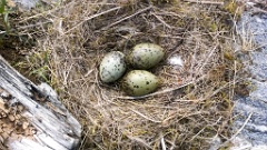 nest1475_eggs_nature_Larus_canus_2014_0526_1401-2