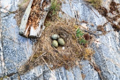 nest1475_eggs_nature_Larus_canus_2014_0526_1401