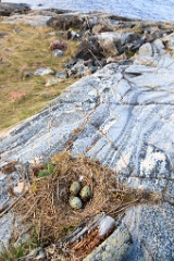 nest1475_eggs_nature_Larus_canus_2014_0526_1402-6