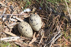 nest1478_eggs_nature_Larus_canus_2014_0526_1406