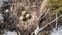 nest1479_eggs_nature_Larus_canus_2014_0625_1157