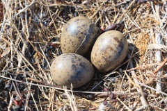 nest1479_eggs_nature_Larus_canus_2014_0625_1158
