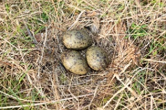 nest1490_eggs_nature_Larus_canus_2014_0530_0807