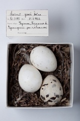 eggs_museum_Larus_genei201009231326