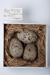 eggs_museum_Larus_glaucescens201009231454