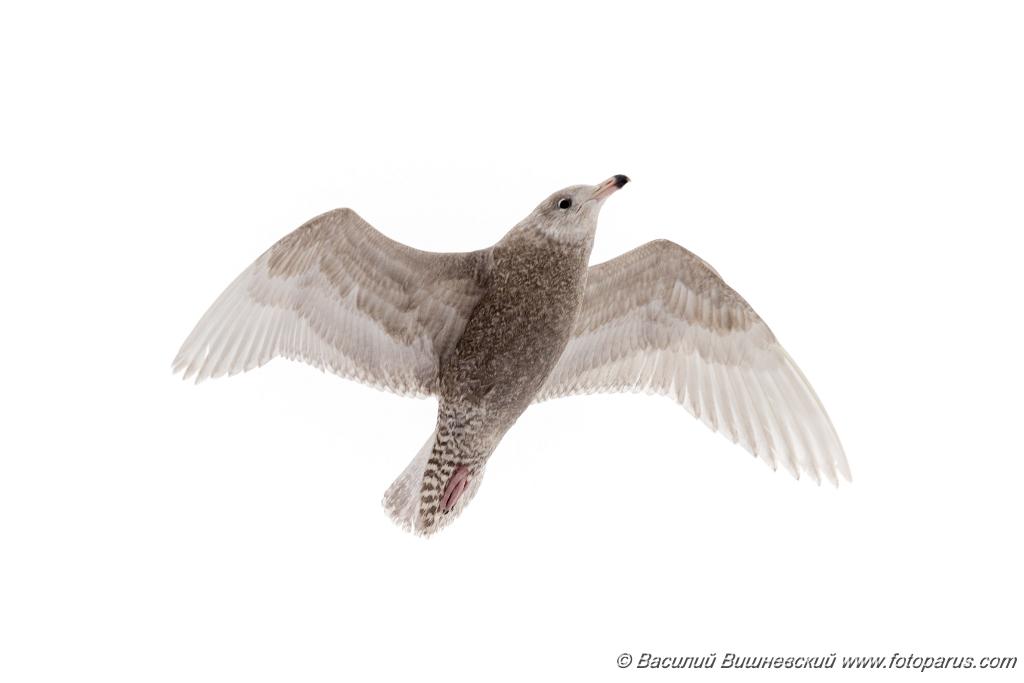 0_birds_flying_Larus_hyperboreus_2021_0222_1142-6.jpg - Бургомистр. Glaucous Gull (Larus hyperboreus). Russia, Moscow
