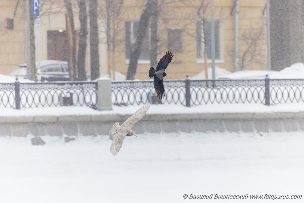 birds_behaviour_birds_flying_Larus_hyperboreus_2021_0222_1141-4.jpg - Бургомистр. Glaucous Gull (Larus hyperboreus). Russia, Moscow