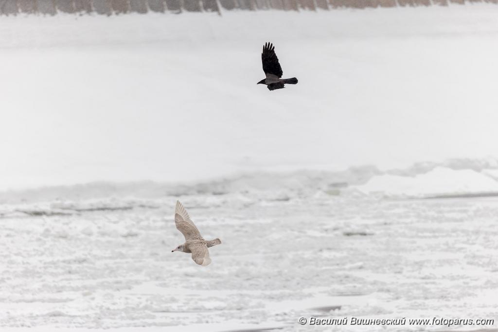 birds_behaviour_birds_flying_Larus_hyperboreus_2021_0222_1141-5.jpg - Бургомистр. Glaucous Gull (Larus hyperboreus). Russia, Moscow