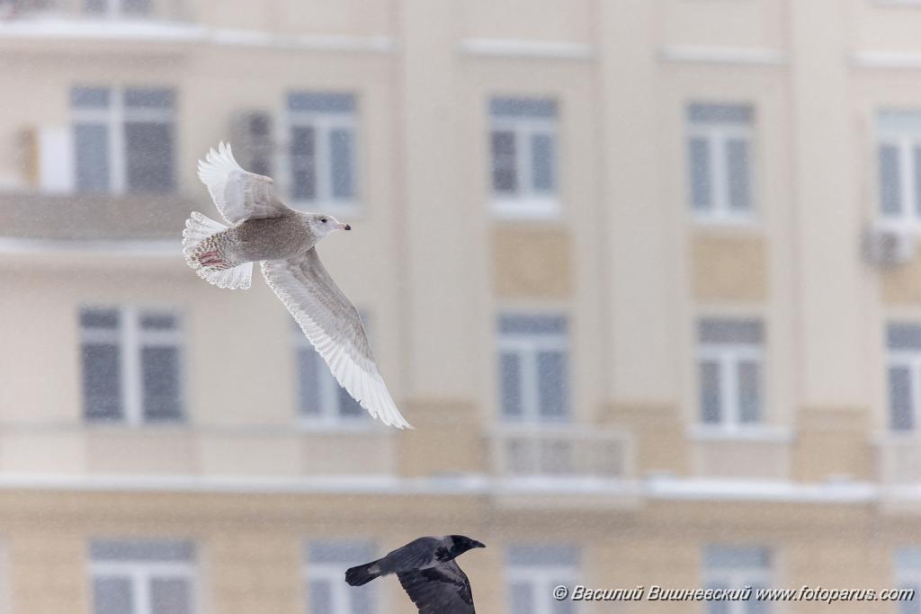 birds_behaviour_birds_flying_Larus_hyperboreus_2021_0222_1141-6.jpg - Бургомистр. Glaucous Gull (Larus hyperboreus). Russia, Moscow