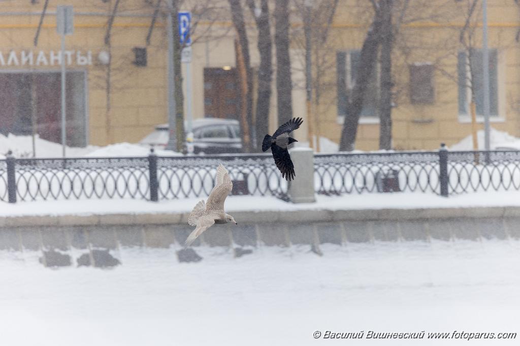 birds_behaviour_birds_flying_Larus_hyperboreus_2021_0222_1141.jpg - Бургомистр. Glaucous Gull (Larus hyperboreus). Russia, Moscow