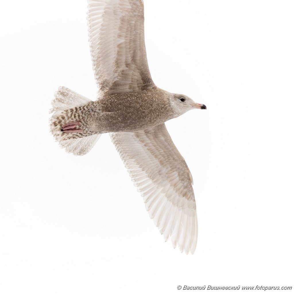 birds_flying_Larus_hyperboreus_2021_0222_1142-4.jpg - Бургомистр. Glaucous Gull (Larus hyperboreus). Russia, Moscow