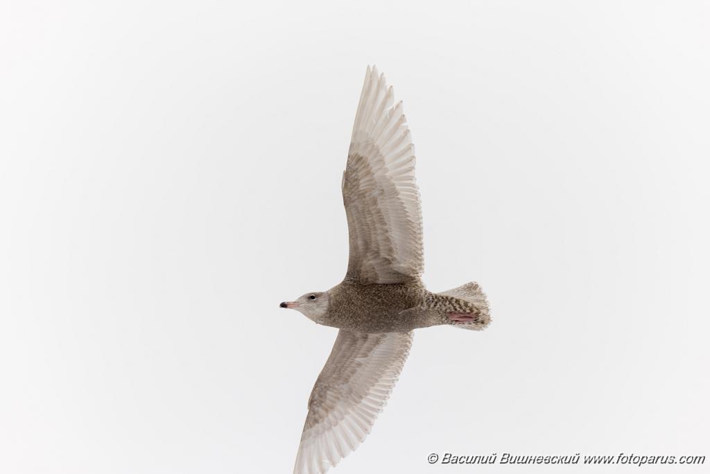 birds_flying_Larus_hyperboreus_2021_0222_1142-5.jpg - Бургомистр. Glaucous Gull (Larus hyperboreus). Russia, Moscow
