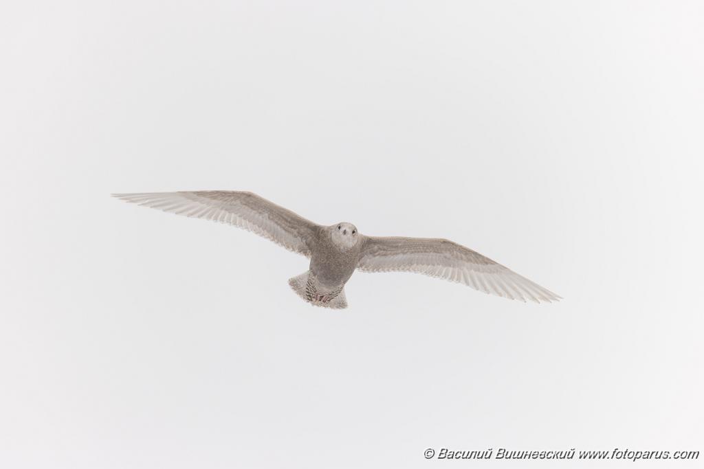 birds_flying_Larus_hyperboreus_2021_0222_1142.jpg - Бургомистр. Glaucous Gull (Larus hyperboreus). Russia, Moscow