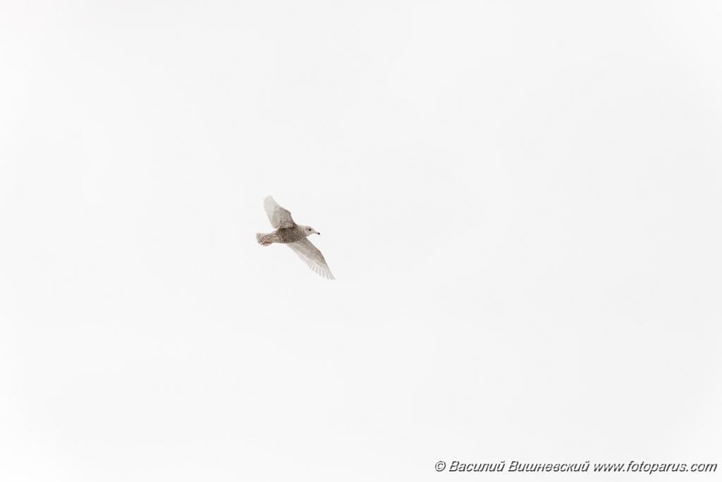 birds_flying_Larus_hyperboreus_2021_0222_1156.jpg - Бургомистр. Glaucous Gull (Larus hyperboreus). Russia, Moscow