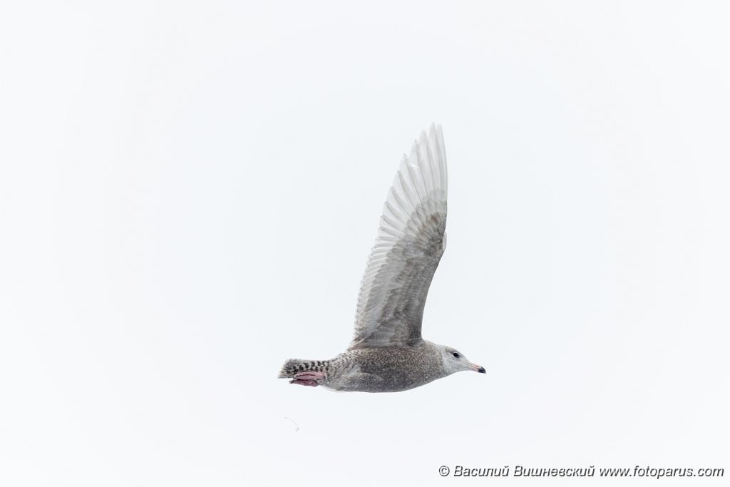 birds_flying_Larus_hyperboreus_2021_0222_1157-2.jpg - Бургомистр. Glaucous Gull (Larus hyperboreus). Russia, Moscow
