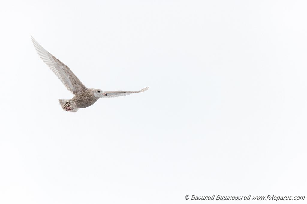 birds_flying_Larus_hyperboreus_2021_0222_1157.jpg - Бургомистр. Glaucous Gull (Larus hyperboreus). Russia, Moscow