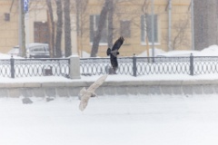 birds_behaviour_birds_flying_Larus_hyperboreus_2021_0222_1141-4