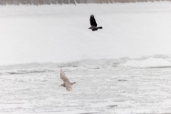 birds_behaviour_birds_flying_Larus_hyperboreus_2021_0222_1141-5