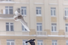 birds_behaviour_birds_flying_Larus_hyperboreus_2021_0222_1141-6