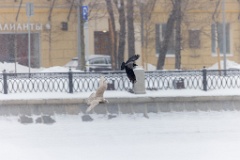 birds_behaviour_birds_flying_Larus_hyperboreus_2021_0222_1141
