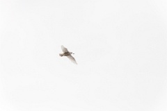 birds_flying_Larus_hyperboreus_2021_0222_1156