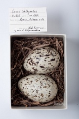 eggs_museum_Larus_ichthyaetus201009231205