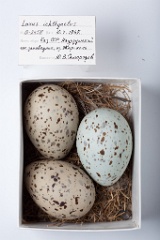 eggs_museum_Larus_ichthyaetus201009231212