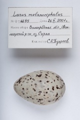 eggs_apart_Larus_melanocephalus201009231218