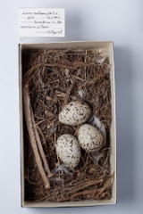 eggs_museum_Larus_melanocephalus201009231217
