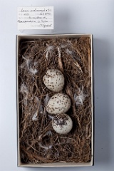 eggs_museum_Larus_melanocephalus201009231220