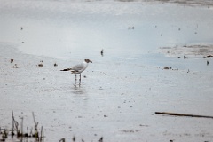 Larus_ridibundus_2024_0528_0752-2