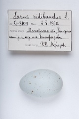 eggs_apart_Larus_ridibundus201009231313