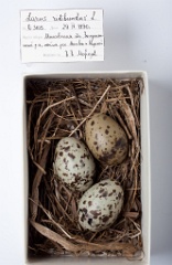 eggs_museum_Larus_ridibundus201009231315